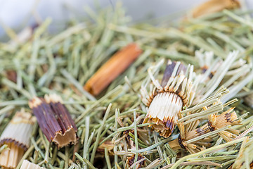 Image showing horse's tail, Equisetum arvense, medicinal plant