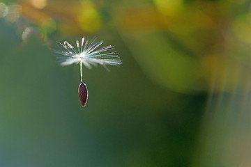 Image showing flying seeds