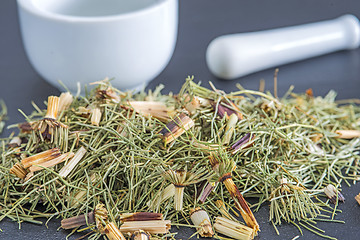 Image showing horse's tail, Equisetum arvense, medicinal plant