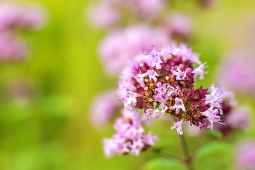 Image showing oregano, wild marjoram