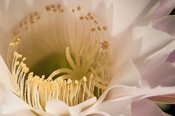 Image showing macro of a cactus bloom