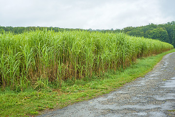 Image showing  switch grass, Miscanthus