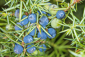 Image showing juniper berries