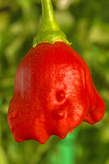 Image showing chili bishop?s crown