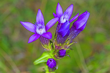 Image showing Knabenkraut, heimische Orchidee