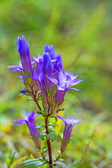 Image showing Knabenkraut, heimische Orchidee