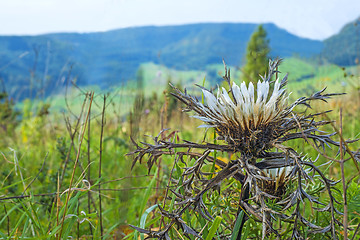 Image showing  Silberdistel, Carlina acaulis, auf der Schw?bischen Alb