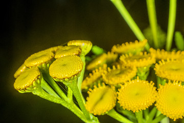 Image showing Margin fern, biologically insecticide