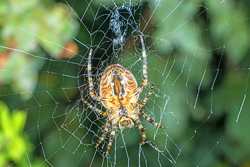 Image showing garden spider, Araneus diadematus