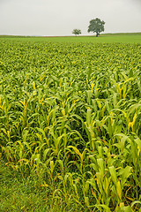 Image showing Sudan grass, Sorghum sudanense, energy plant