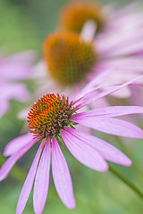 Image showing coneflower, Echinacea purpurea