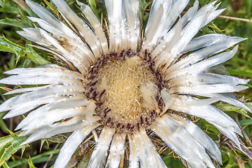 Image showing Carline thistle, Carlina vulgaris