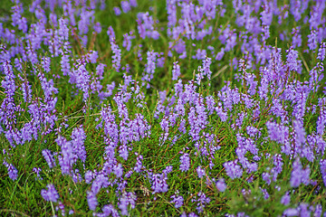 Image showing Heather, Calluna vulgaris