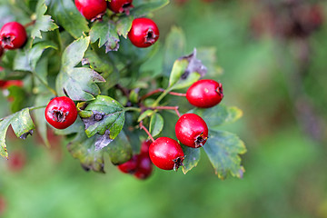 Image showing Hawthorn fruits