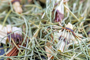 Image showing horse's tail, Equisetum arvense, medicinal plant