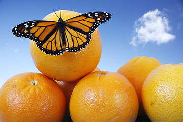 Image showing Butterfly on Oranges