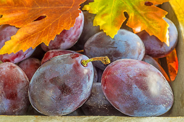 Image showing damson with autumnal leaves