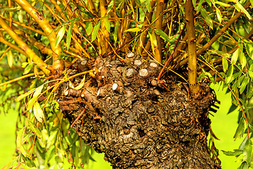 Image showing pollarded willow