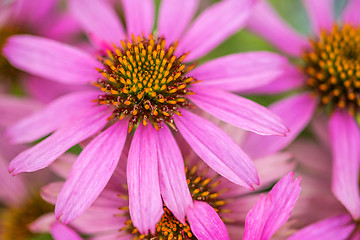 Image showing cone flower, Echinacea purpurea