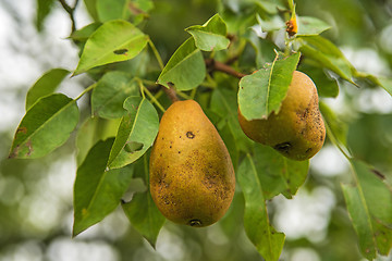 Image showing blossom of a pear tree