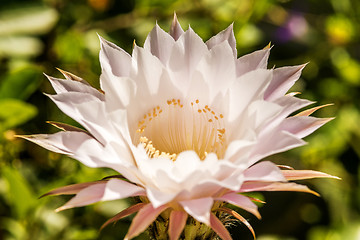 Image showing macro of a cactus bloom