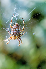 Image showing garden spider, Araneus diadematus