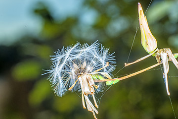 Image showing seeds of a lettuce