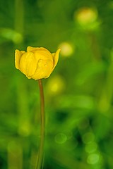 Image showing Globe-flower, Trollus europaeus