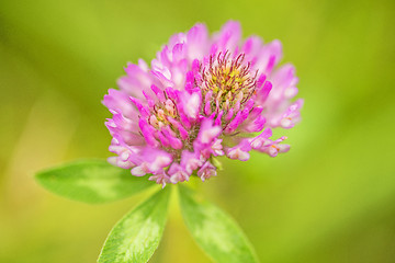 Image showing Red clover, medicinal plant,Trifolium pratense