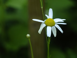 Image showing daisy flower