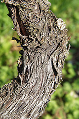 Image showing grapevine trunk