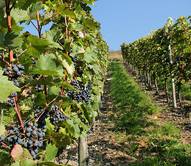 Image showing vineyard detail