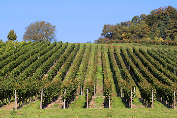 Image showing vineyard detail