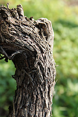 Image showing grapevine trunk