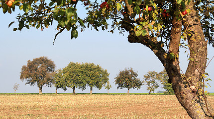 Image showing vespertine agriculture scenery