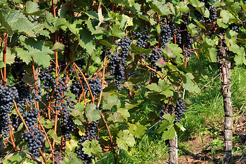 Image showing vineyard detail