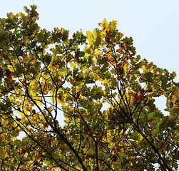 Image showing tree detail with autumn foliage