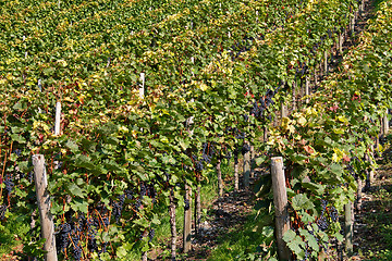 Image showing vineyard detail