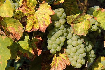 Image showing bunches of grapes