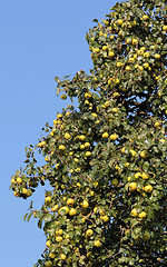 Image showing apple tree