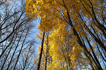 Image showing Beautiful yellow autumn trees and blue sky