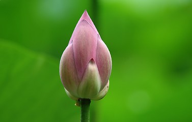 Image showing Lotus