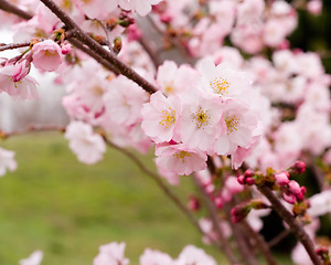 Image showing Spring Flowers