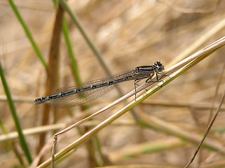 Image showing Damselfly 4