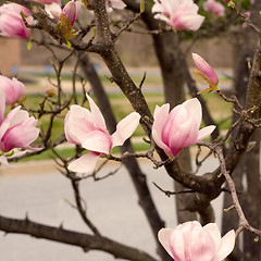 Image showing Japanese Magnolia