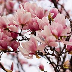 Image showing Japanese Magnolia