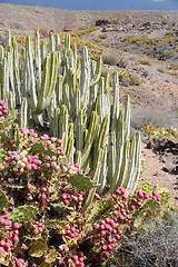 Image showing Tenerife flora