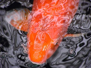 Image showing Koi