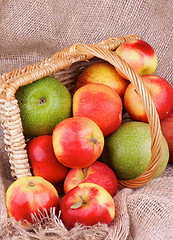 Image showing Autumn Apples