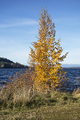 Image showing Autumn Tree